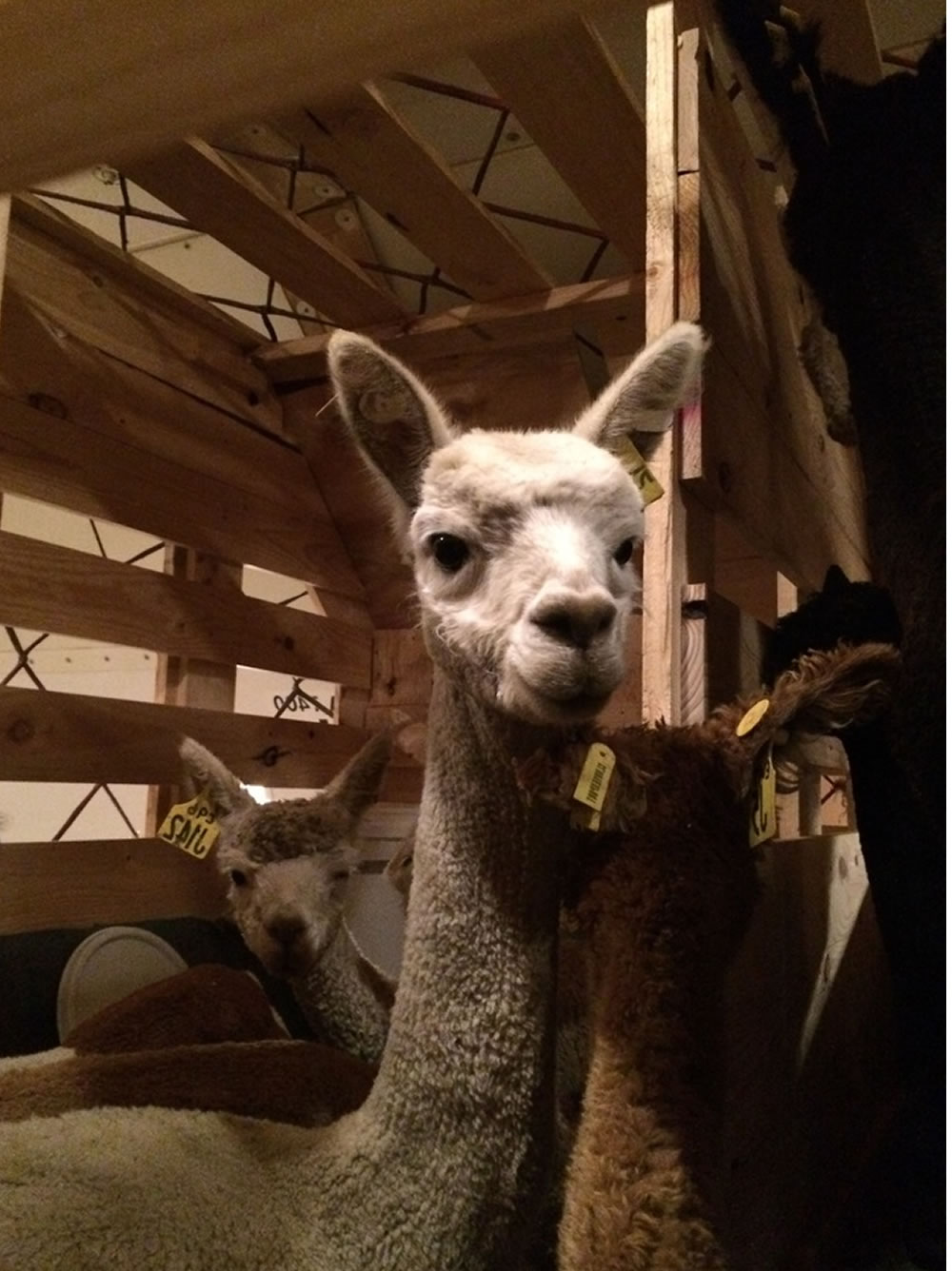 BUY ALPACA INSTANTLY WITH CREDIT DEBIT CARD visual data 6